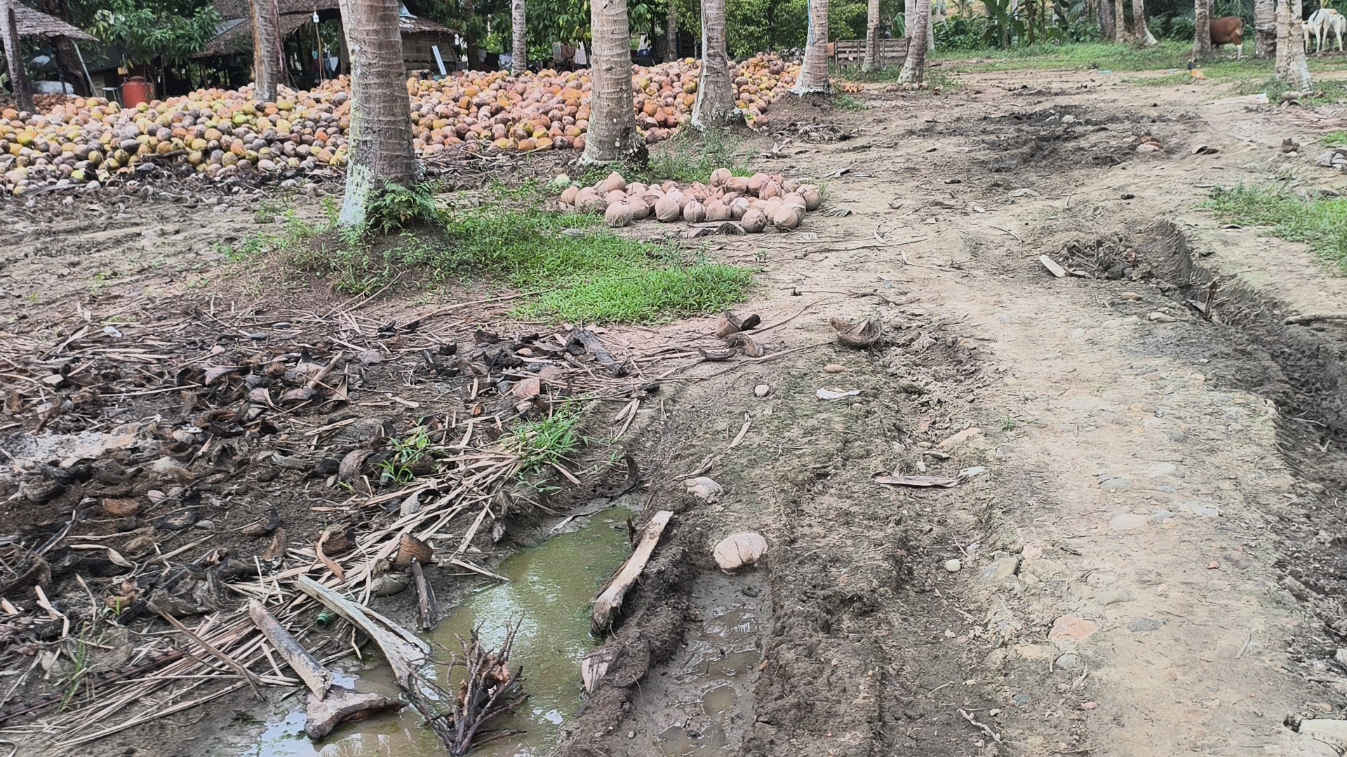 Perkebunan kelapa hijau Sulawesi